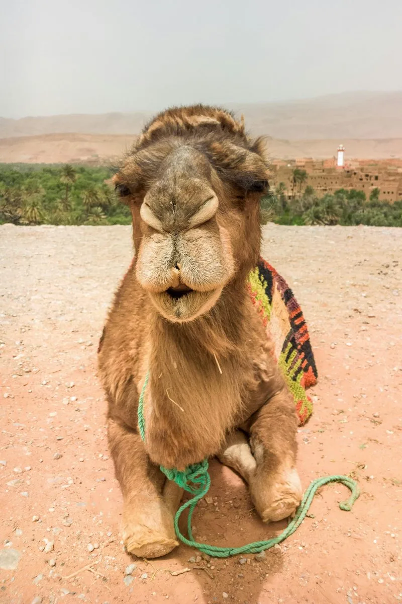 Le Grand Atlas hotel Mirleft, Morocco — Photo activité Le Grand Atlas