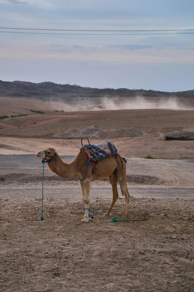 Le Grand Atlas hotel Mirleft, Morocco — Photo activité Le Grand Atlas