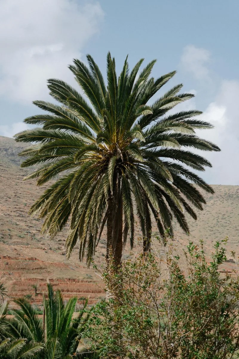 Le Grand Atlas hotel Mirleft, Morocco — Photo activité Le Grand Atlas